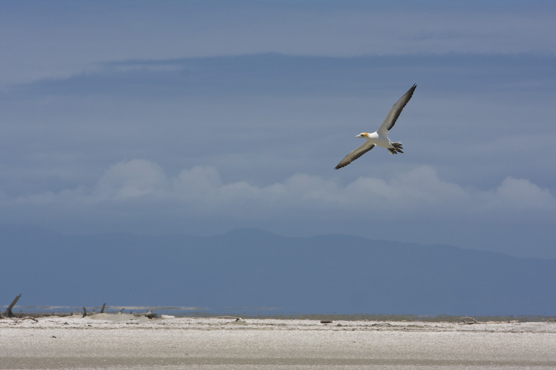 Australasian Gannet In Flight